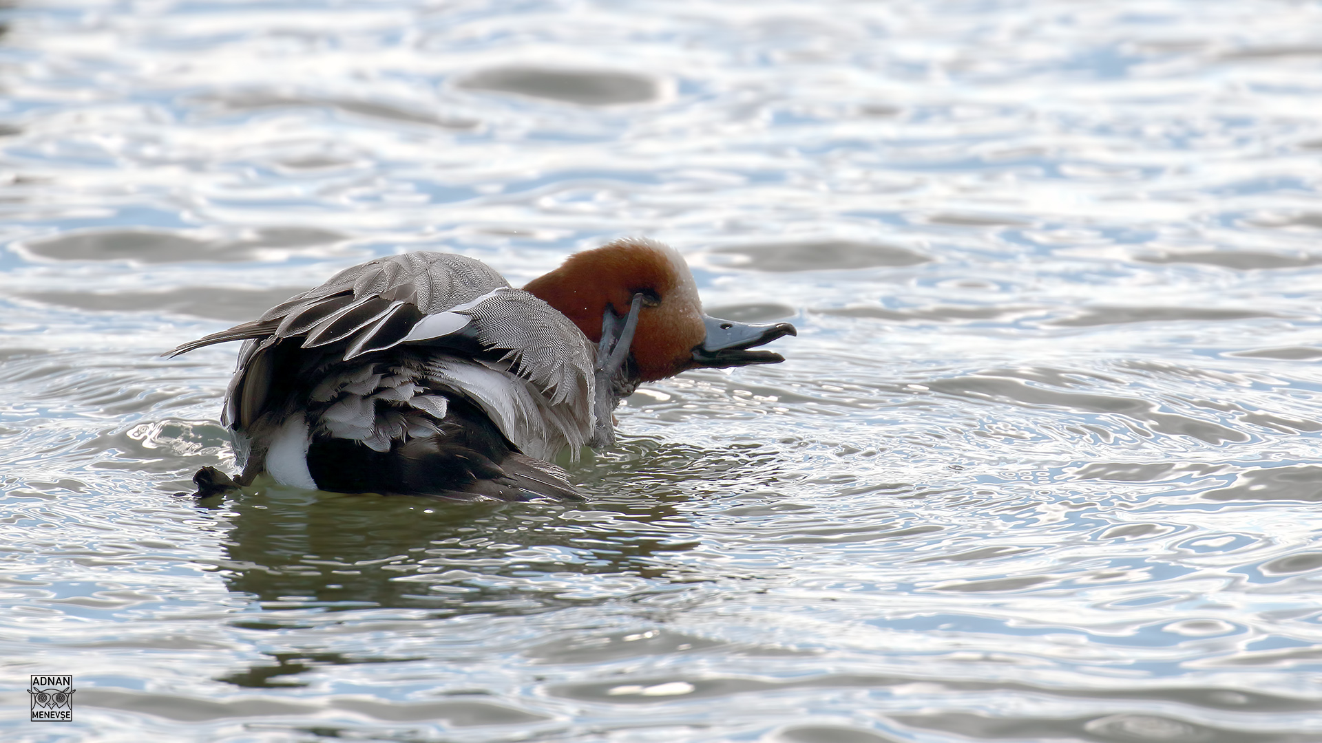 Eurasian Wigeon
